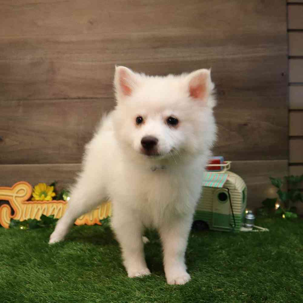 Male American Eskimo Puppy for sale