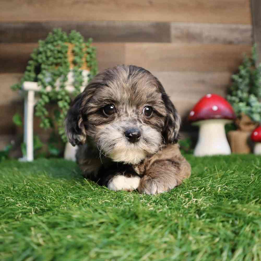 carousel pet images