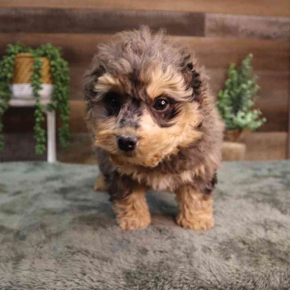 carousel pet images