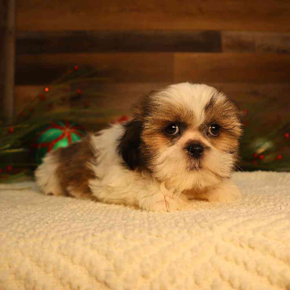 carousel pet images
