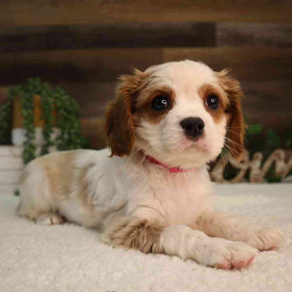 Female Cavalier King Charles Spaniel Puppy for Sale in Blaine, MN