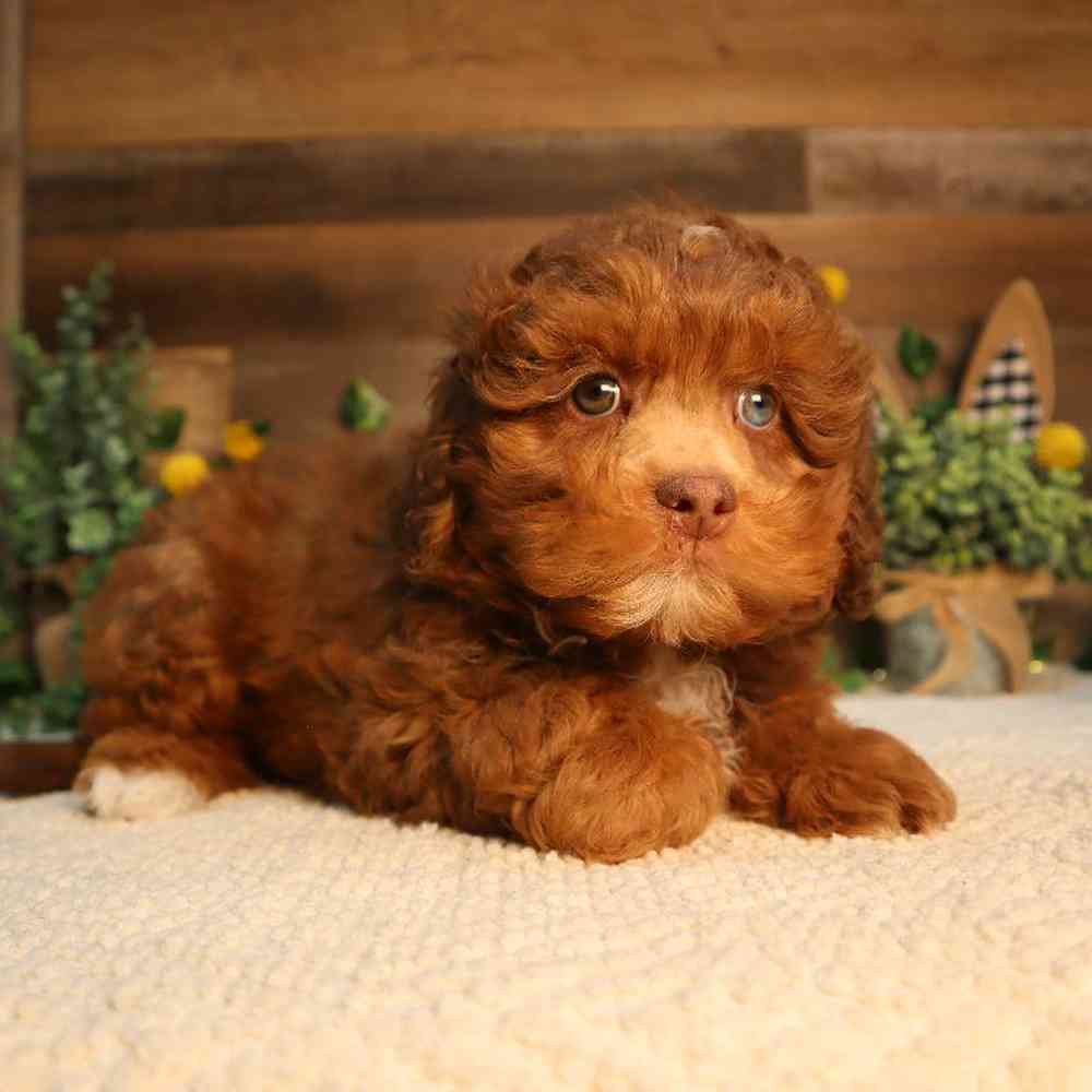 Image of a pet breed in the gallery