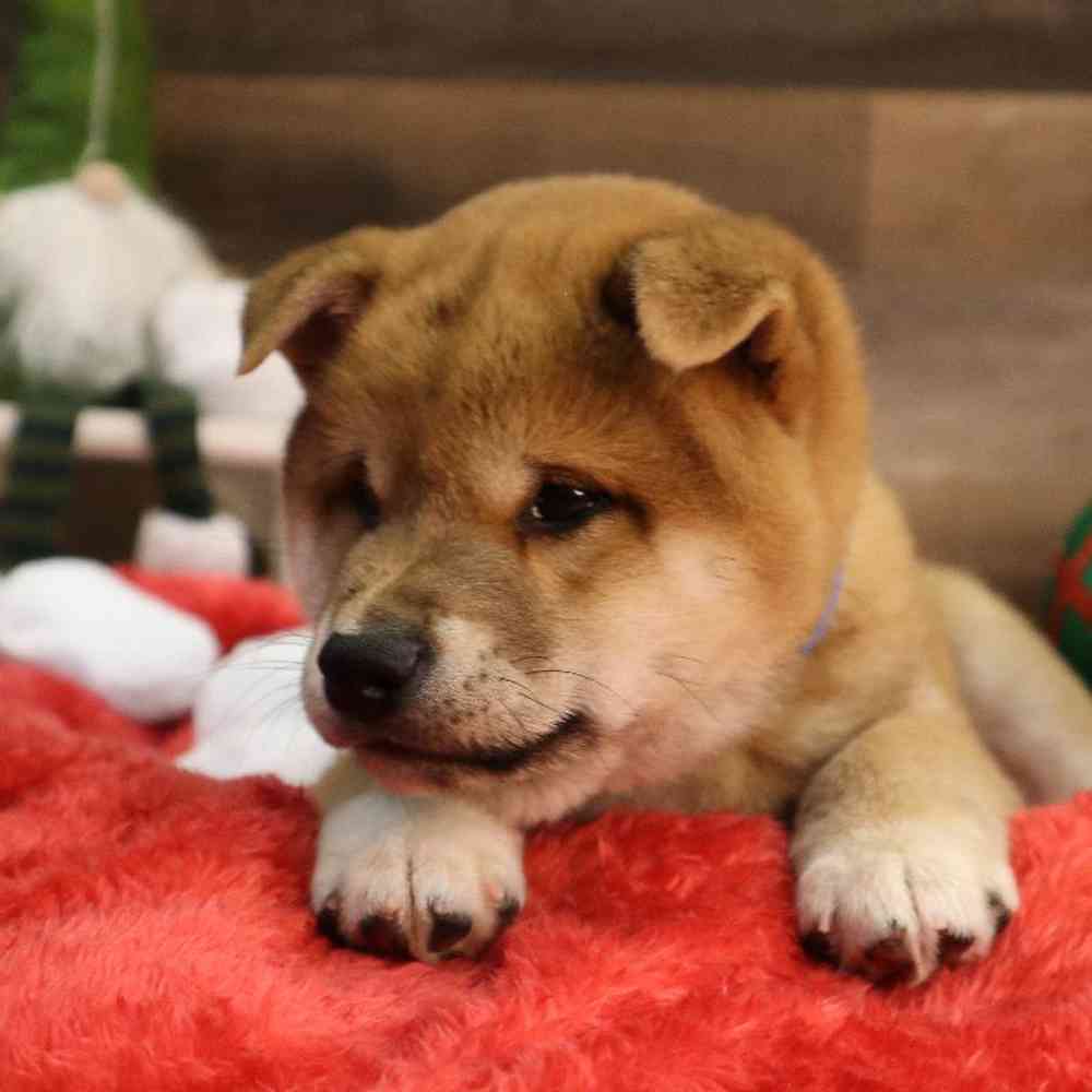 carousel pet images