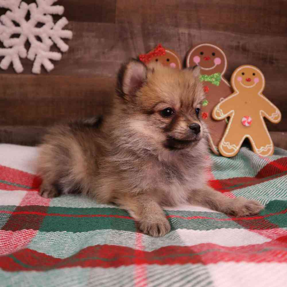 carousel pet images