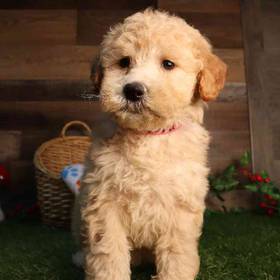 Mini Goldendoodle