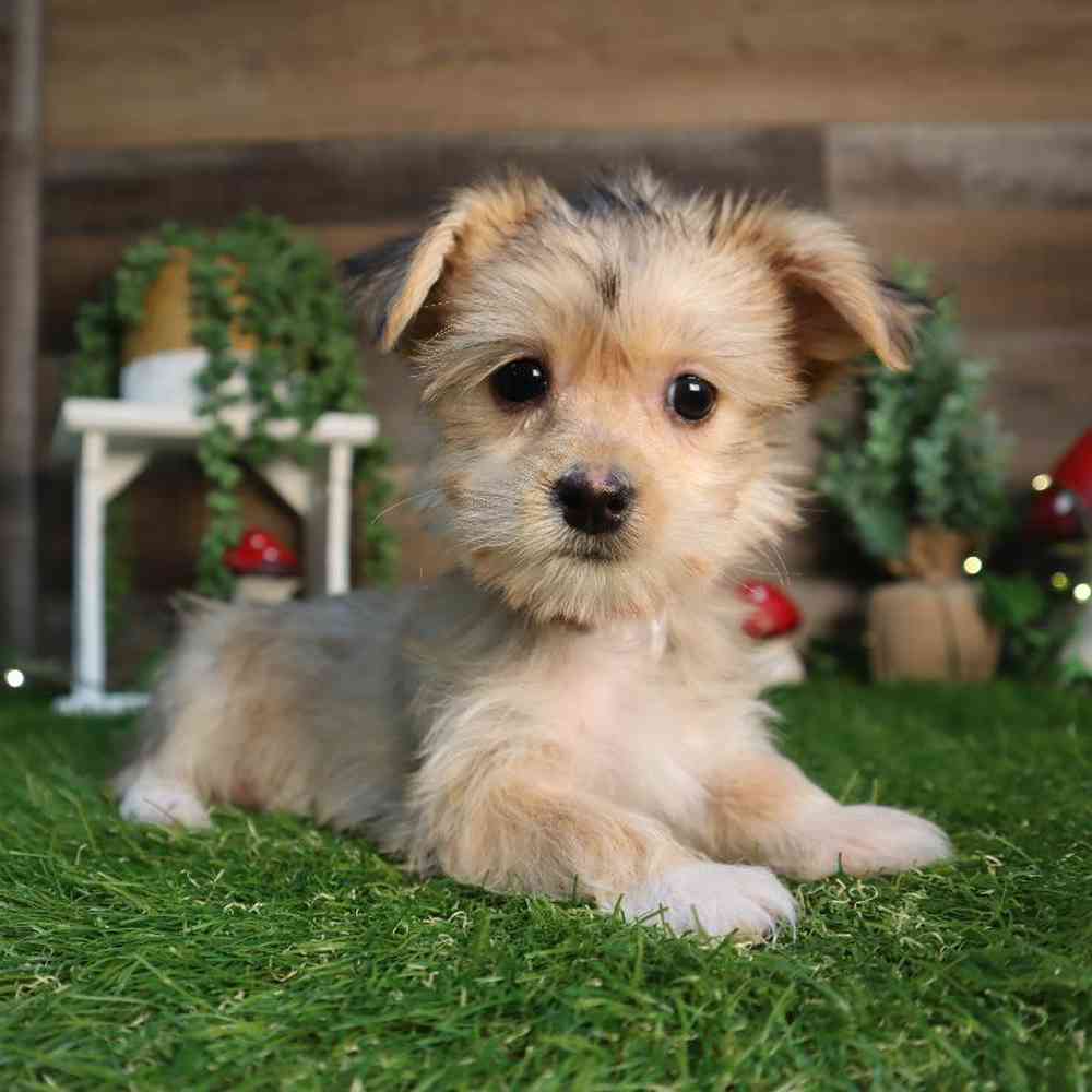 Image of a pet breed in the gallery