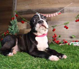 Boston Terrier