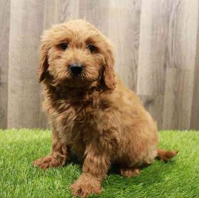 Mini Goldendoodle