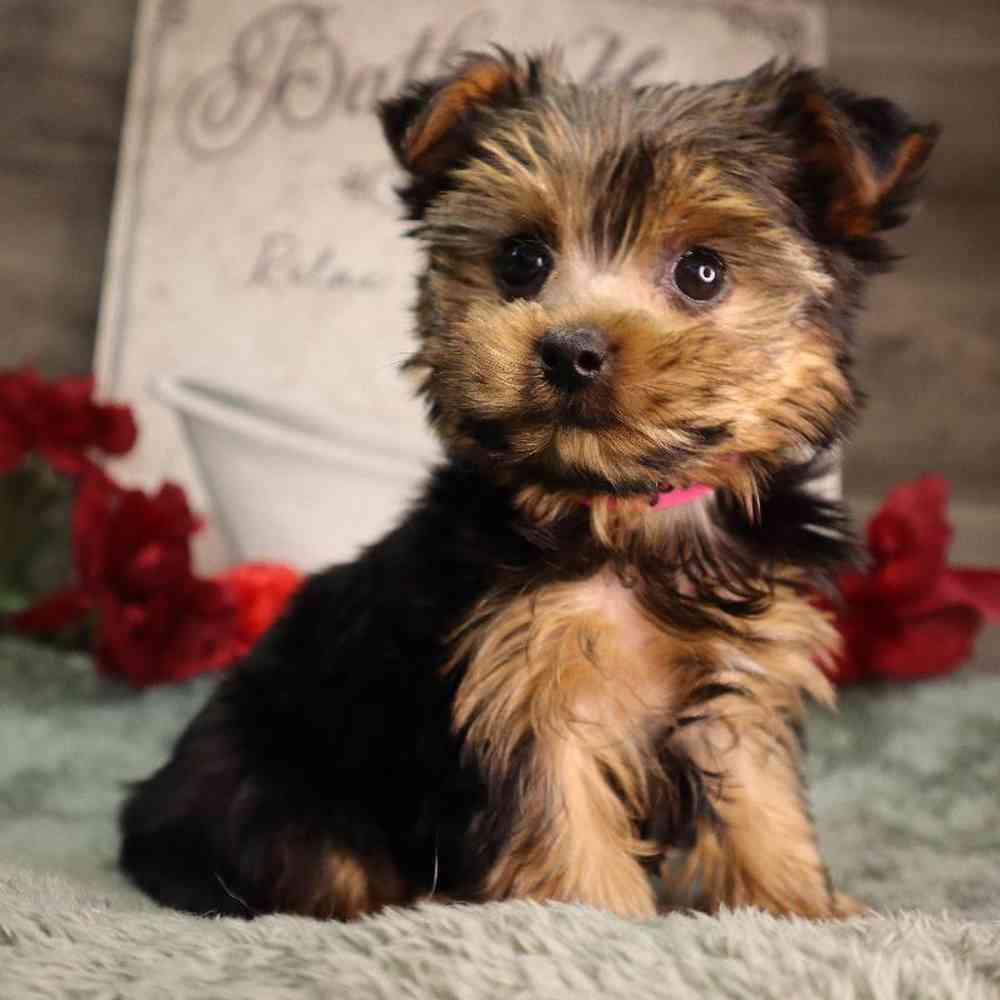 Female Yorkshire Terrier Puppy for Sale in Blaine, MN