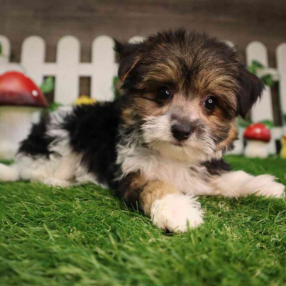 Female Morkie Puppy for Sale in Blaine, MN