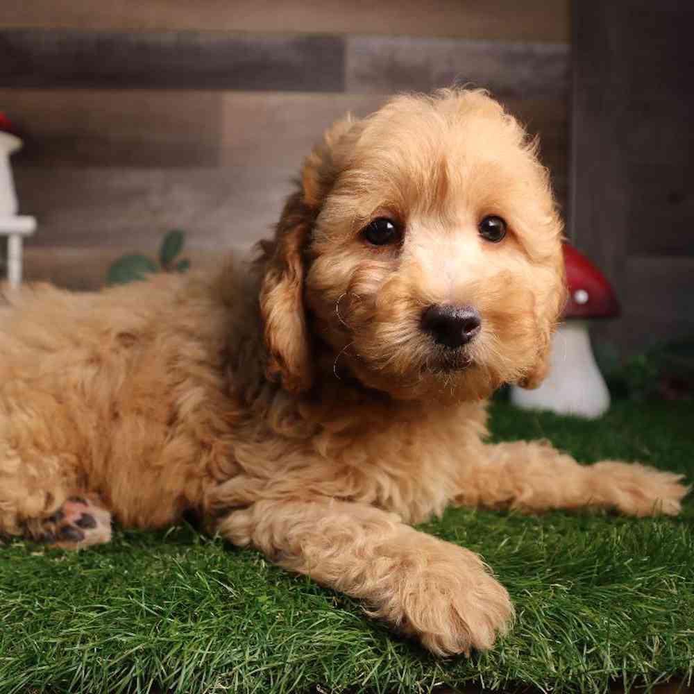 Male Mini Goldendoodle Puppy for Sale in Blaine, MN