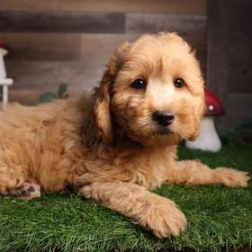 Mini Goldendoodle