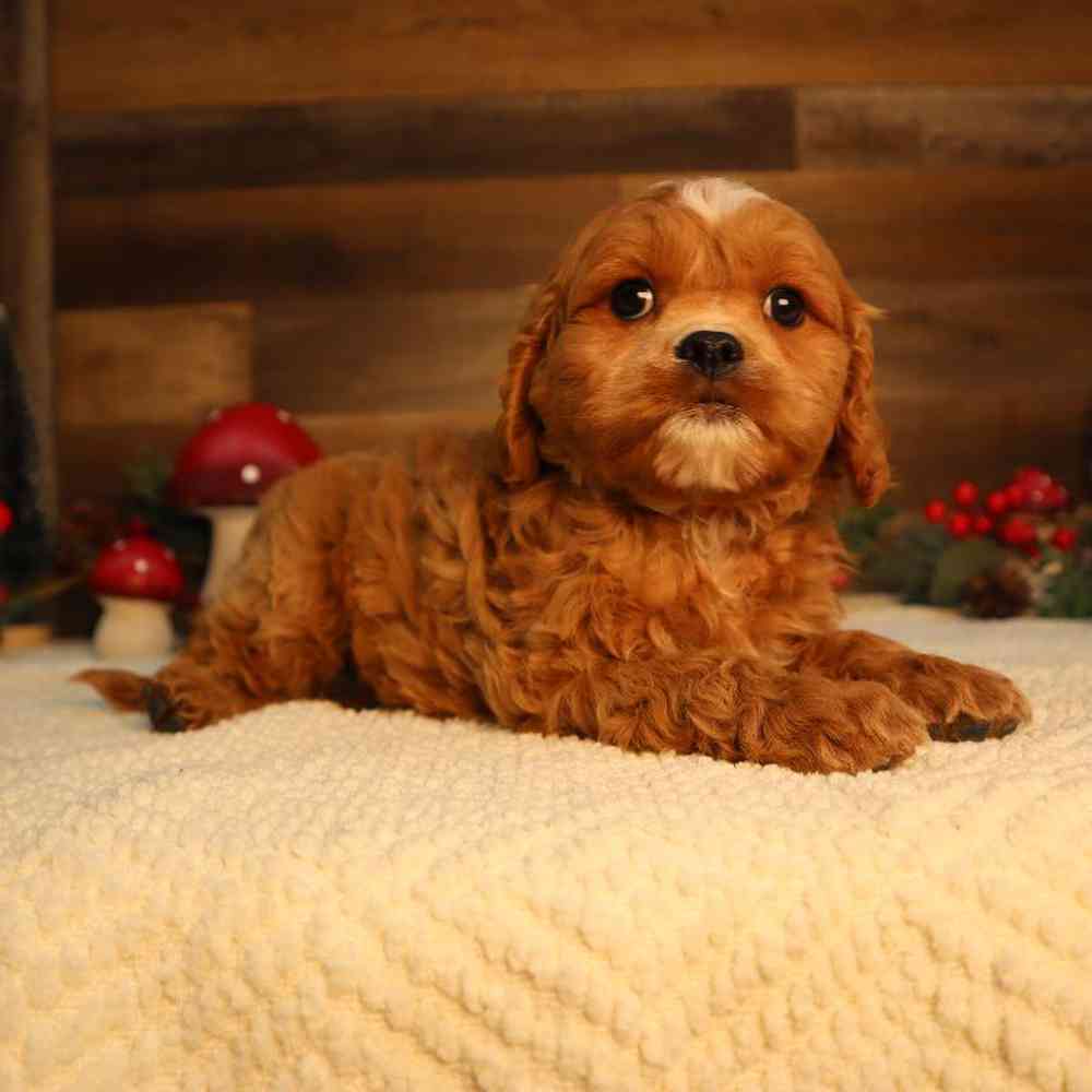 carousel pet images