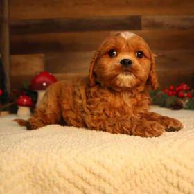Cavapoo