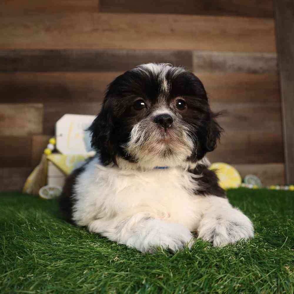 carousel pet images