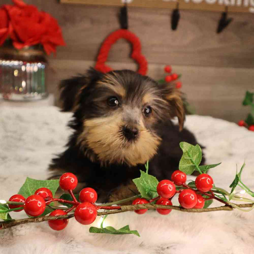 Female Yorkshire Terrier Puppy for Sale in Blaine, MN