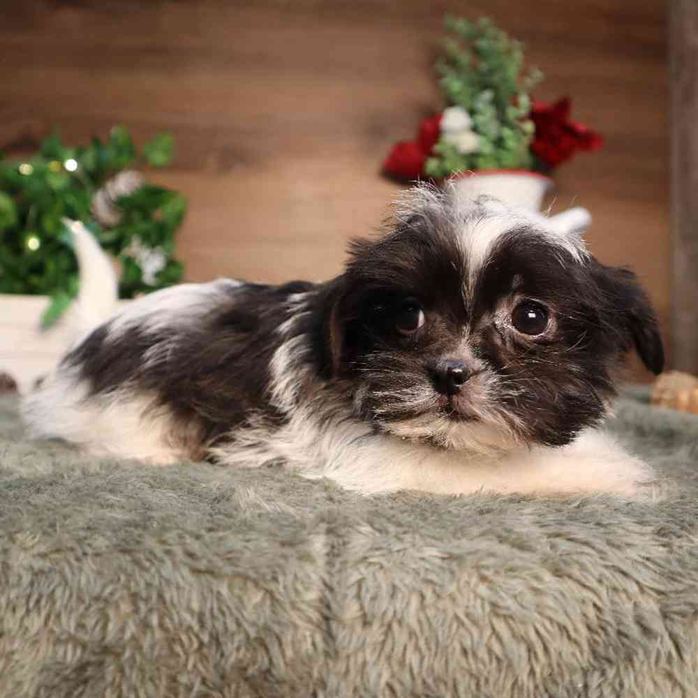 carousel pet images