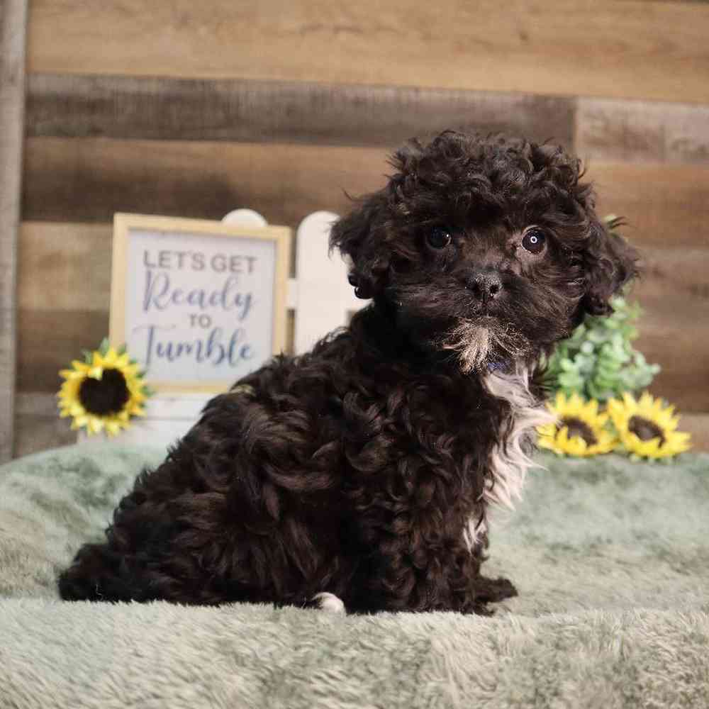 carousel pet images