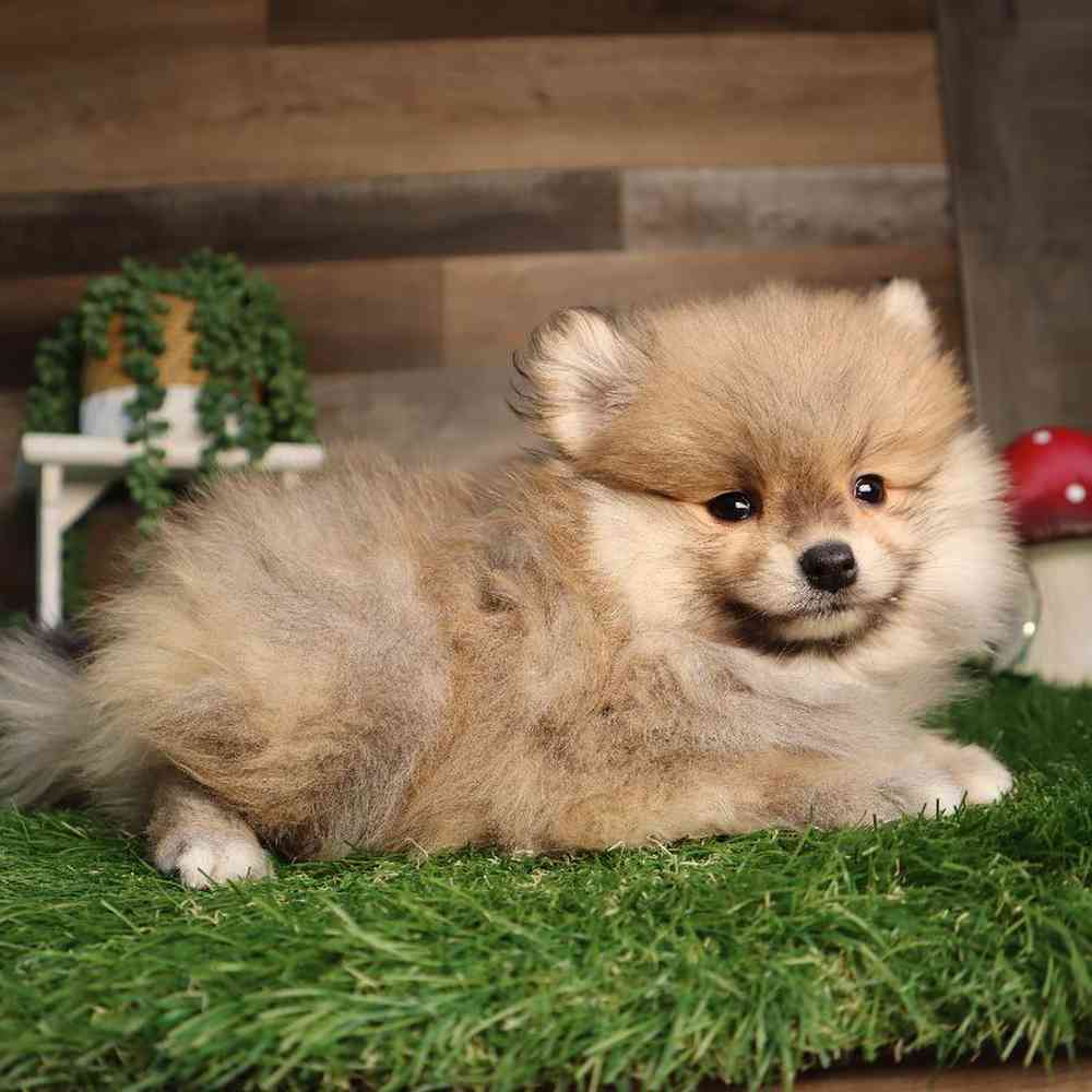 carousel pet images