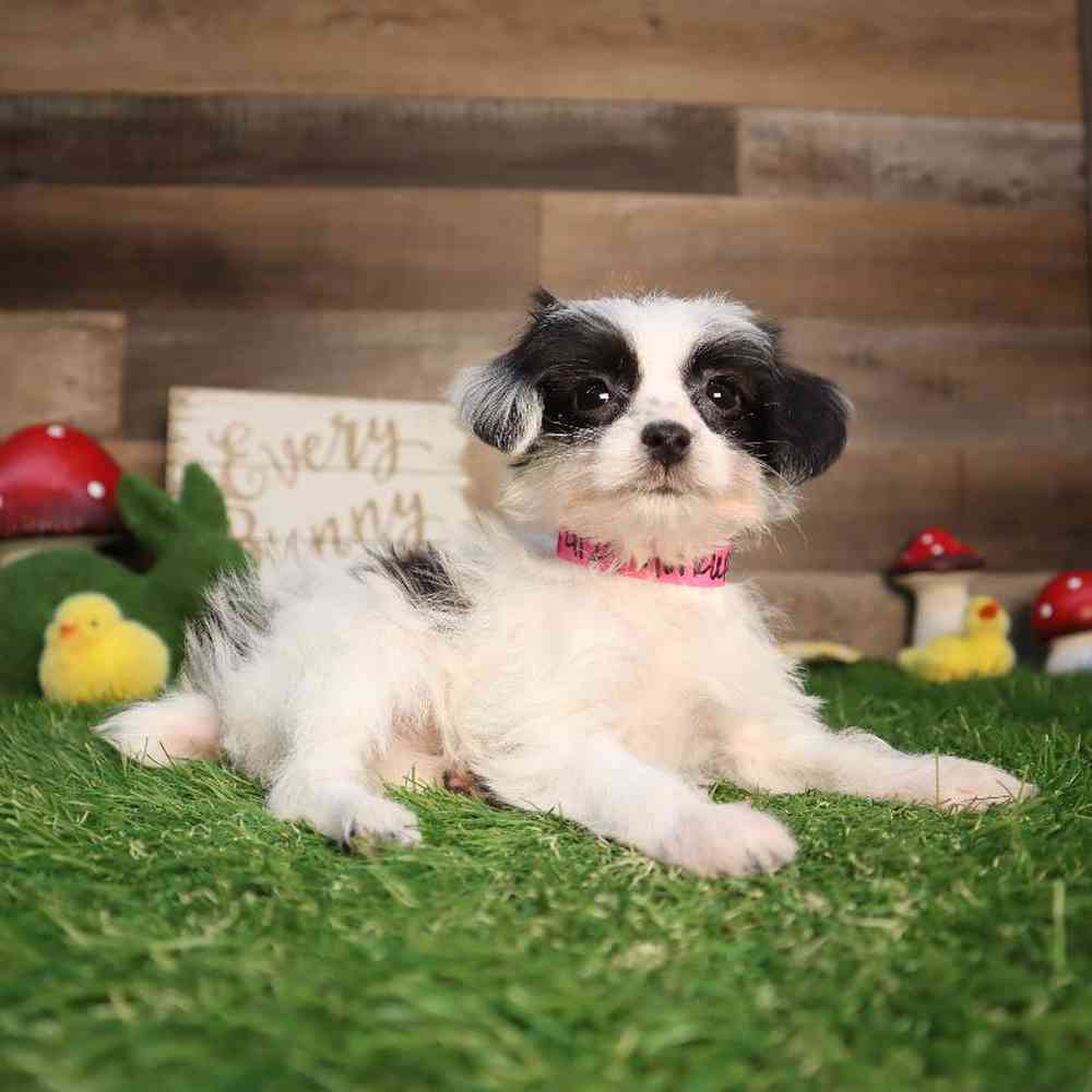 Image of a pet breed in the gallery