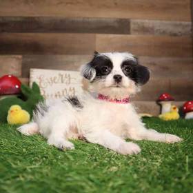 Yorkie-Poo