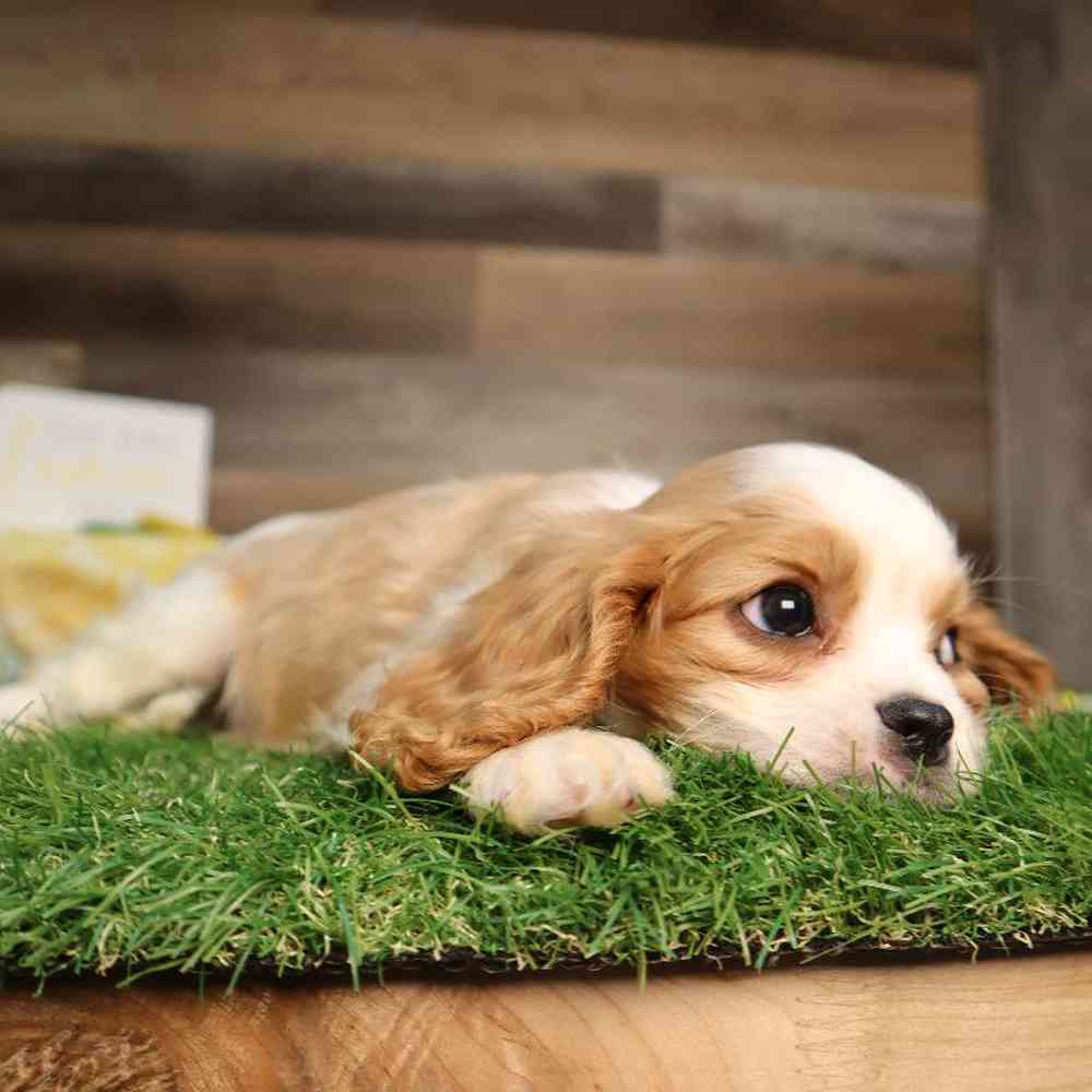carousel pet images