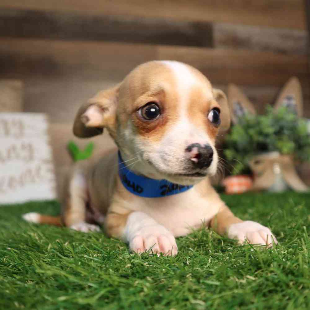 carousel pet images