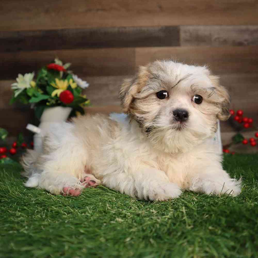 Male Malshi Puppy for Sale in Blaine, MN