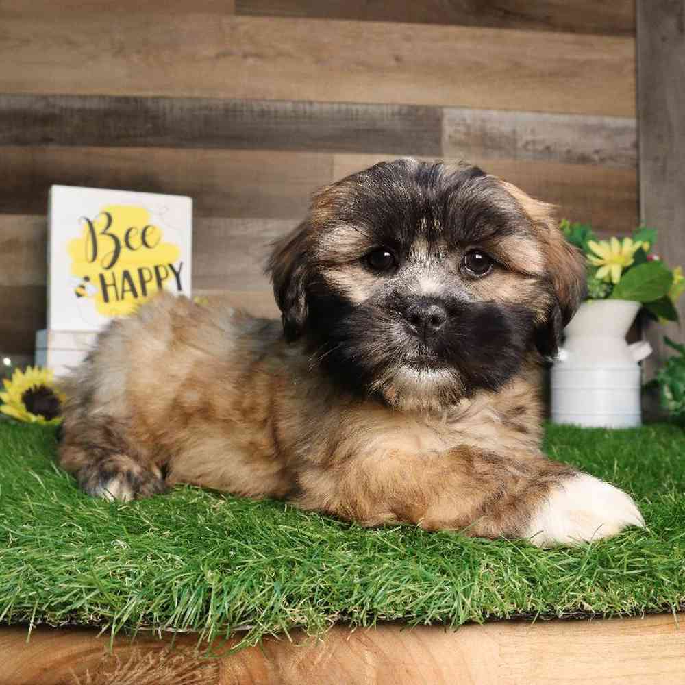 carousel pet images