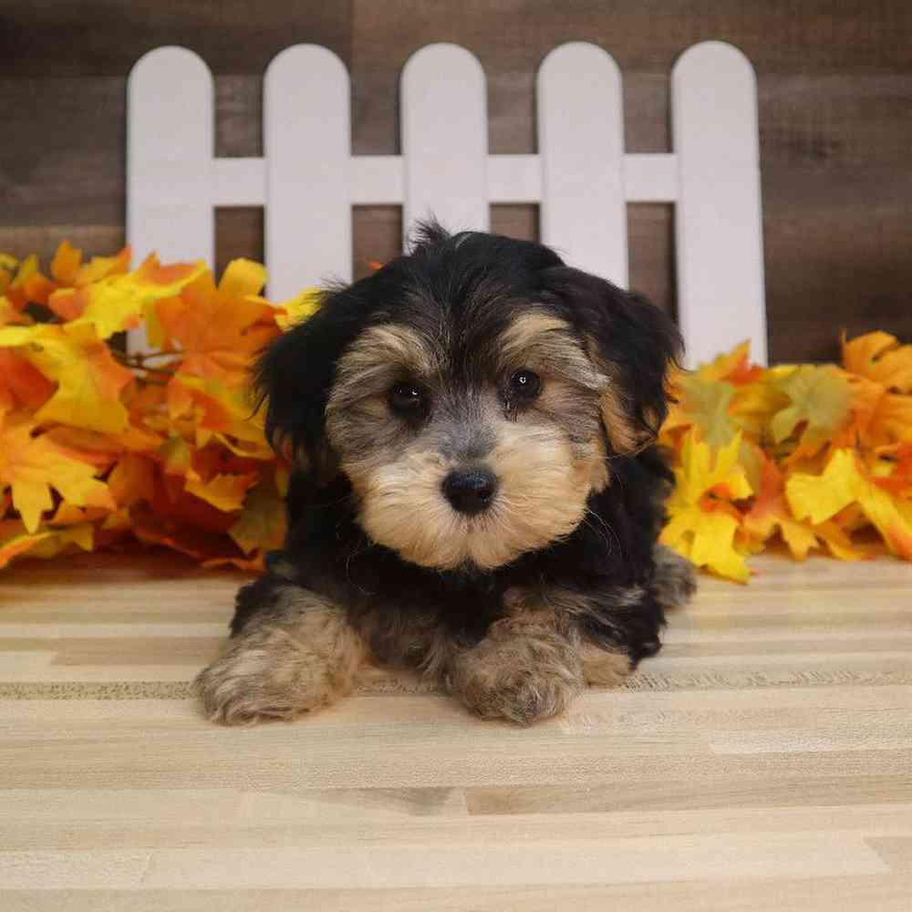 Male Bichon-Poodle-Yorkie Puppy for sale