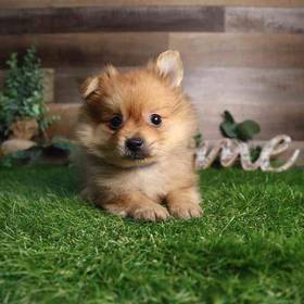 Pomeranian
