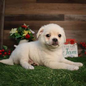 Pugpom