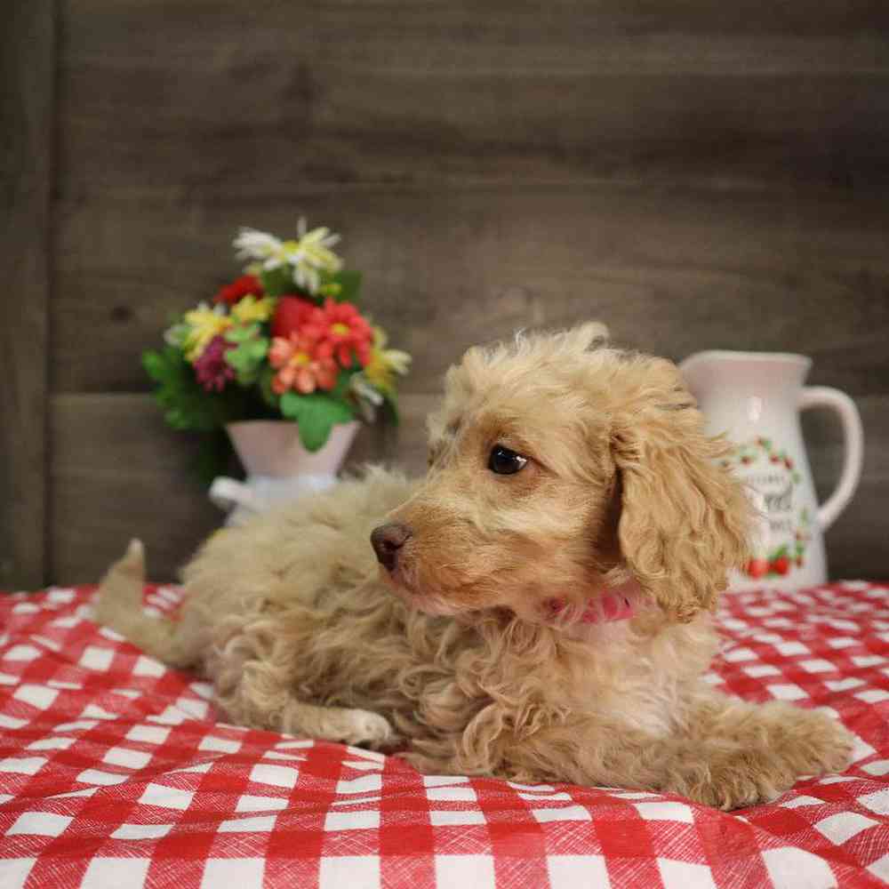 carousel pet images