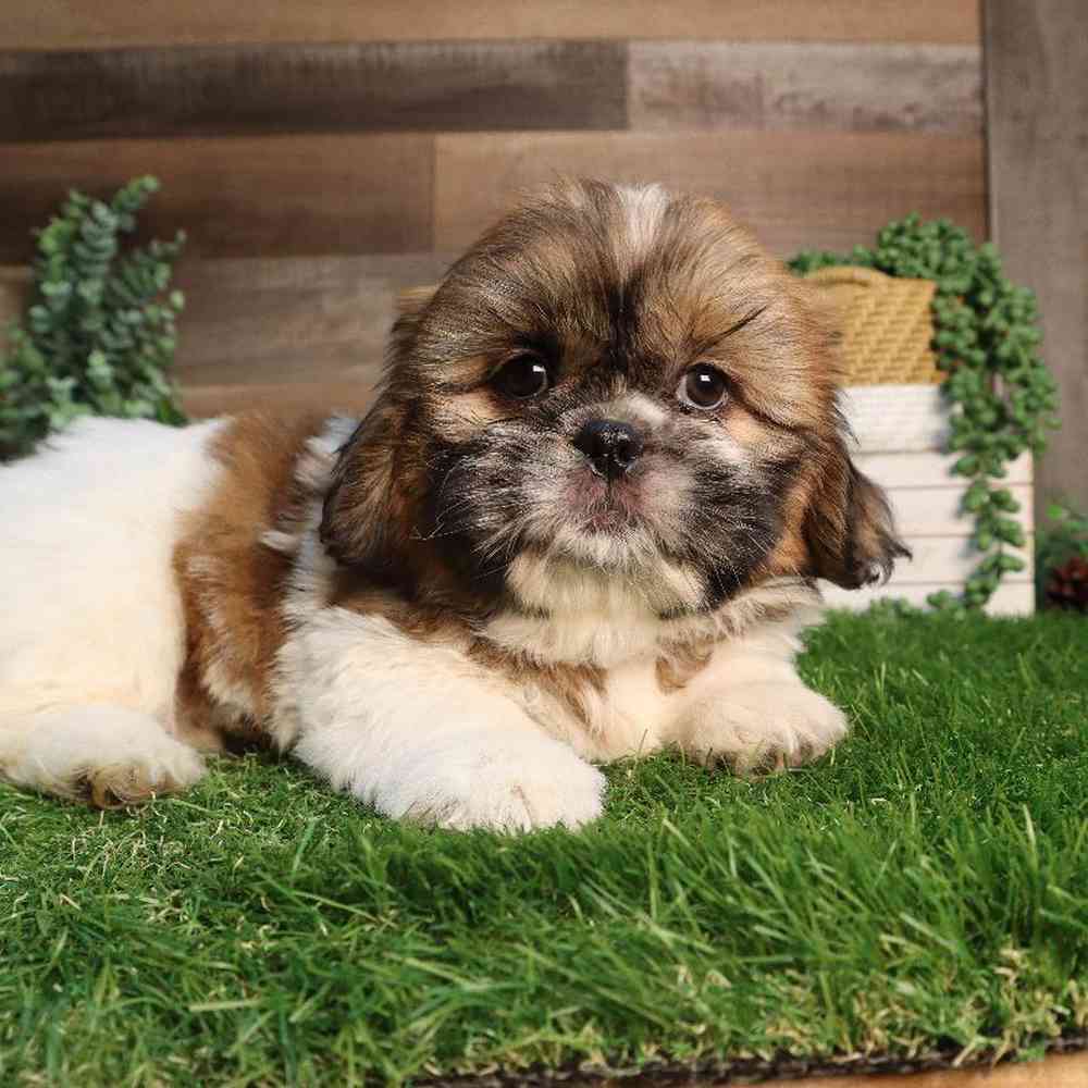 carousel pet images