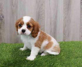 Cavalier King Charles Spaniel