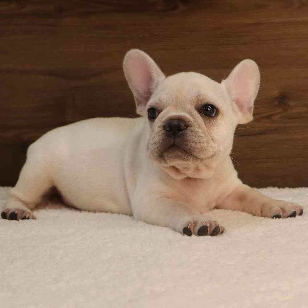 Male French Bulldog Puppy for sale