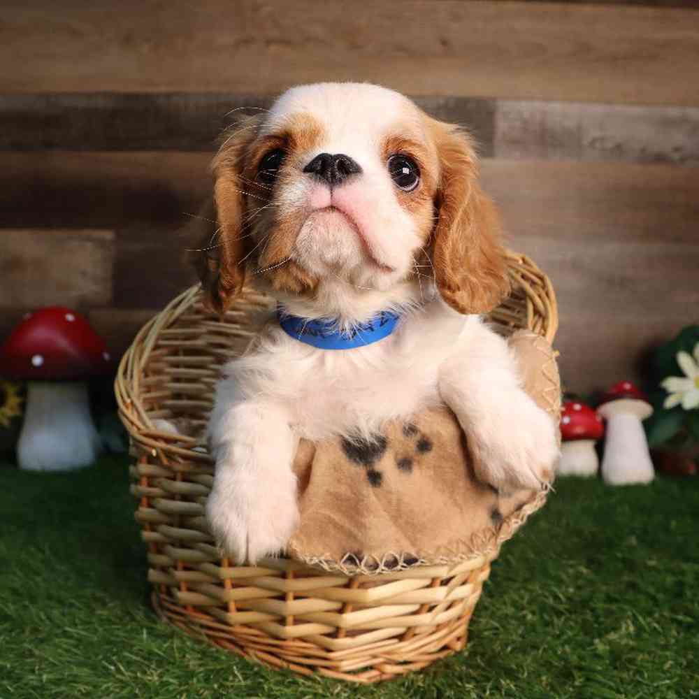 carousel pet images