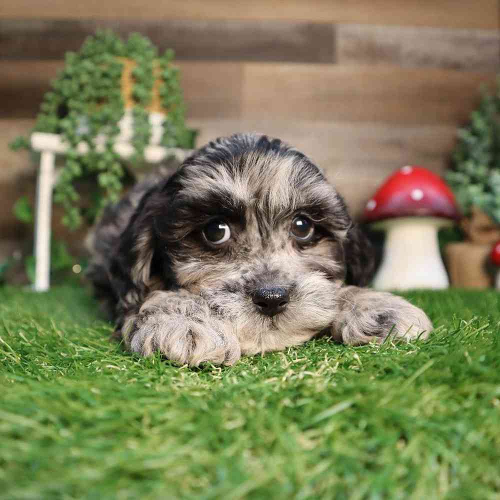 carousel pet images
