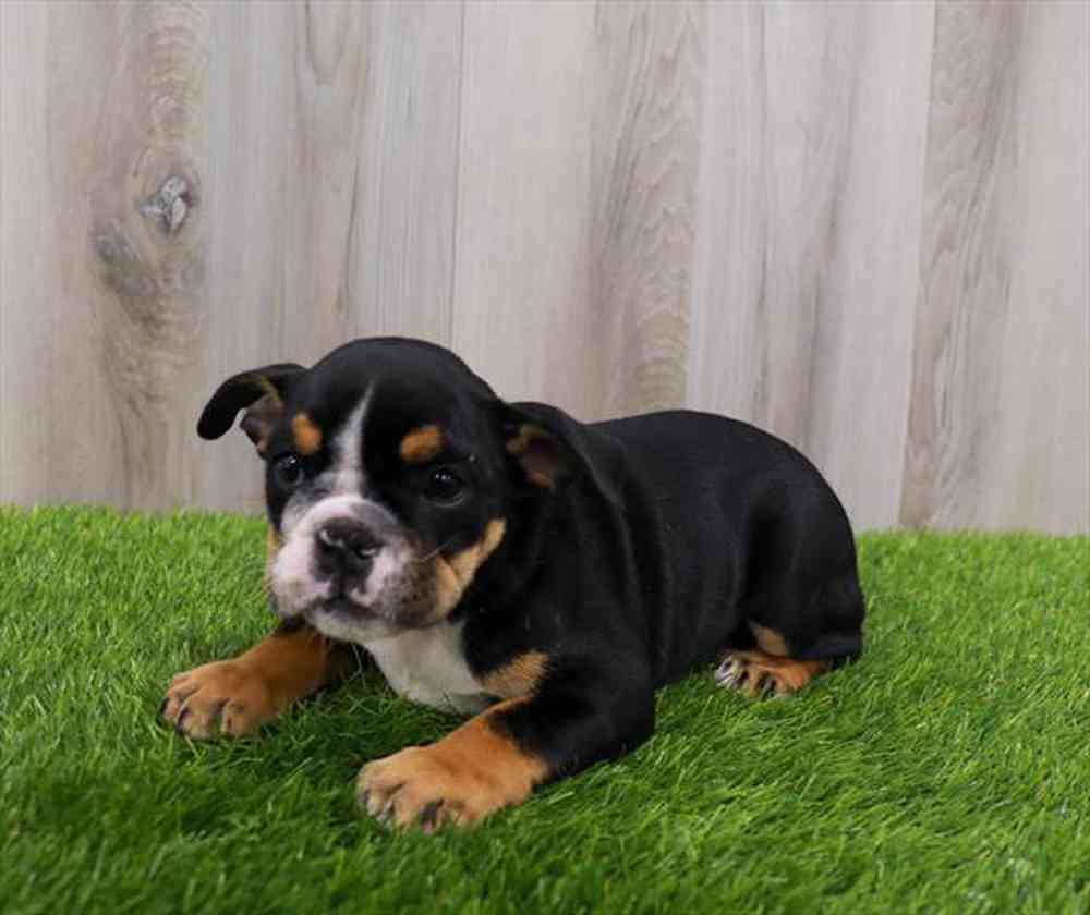 carousel pet images