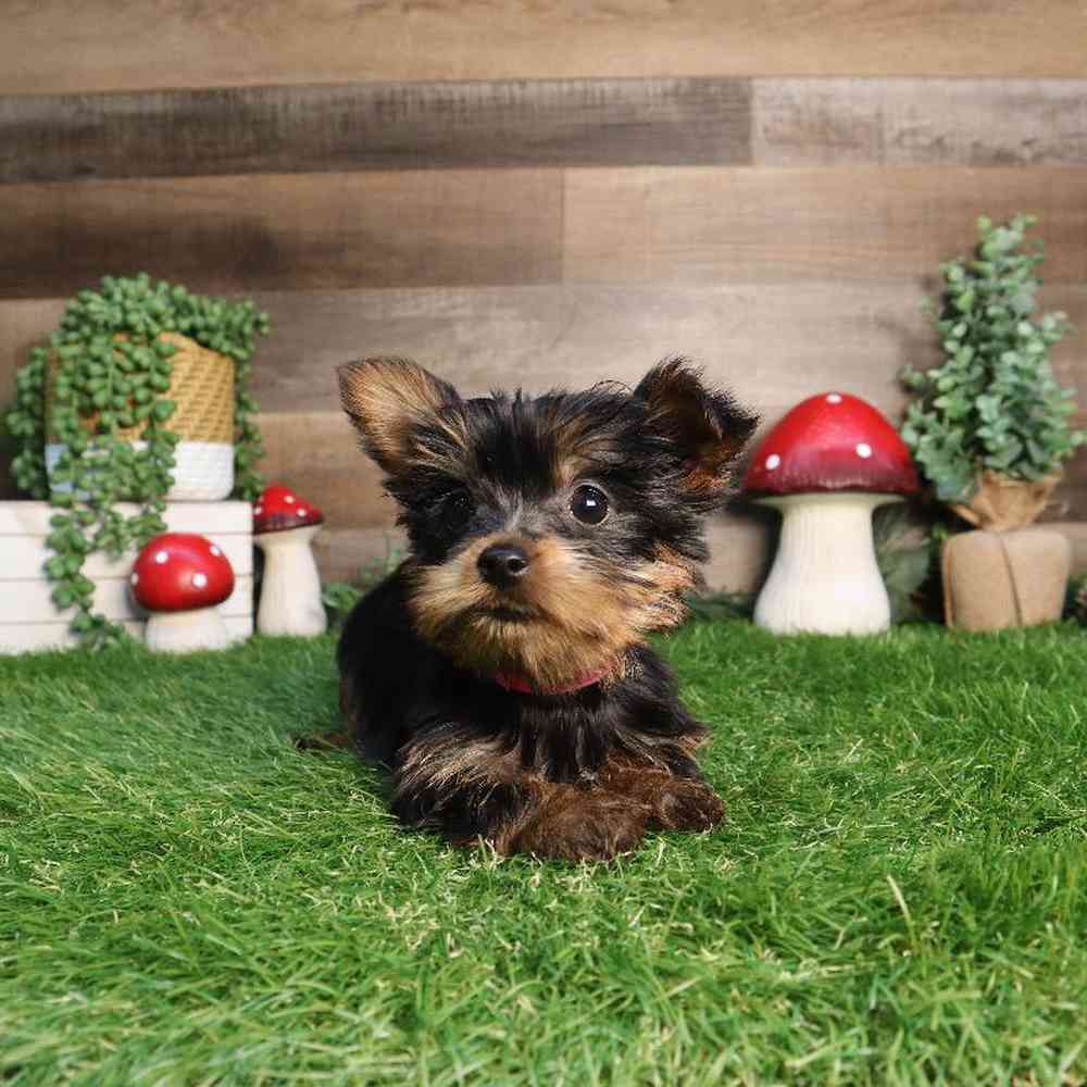 Female Yorkshire Terrier Puppy for Sale in Blaine, MN