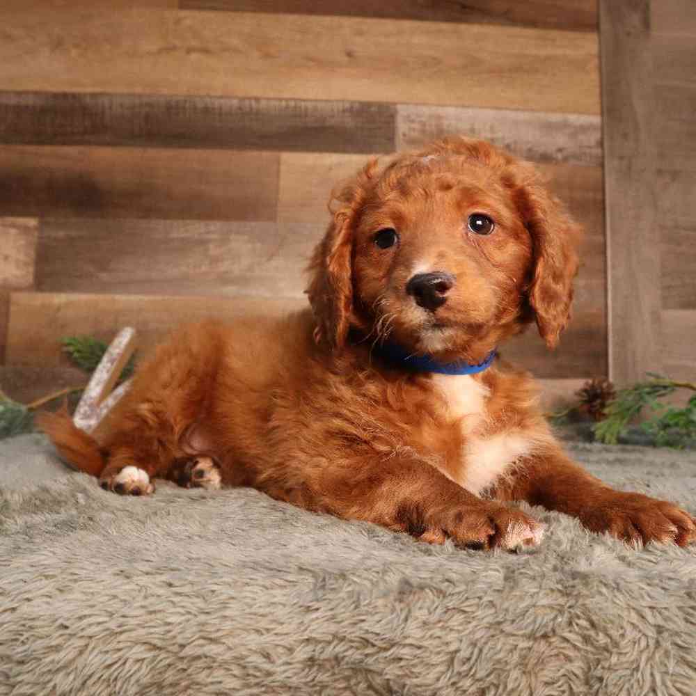 carousel pet images