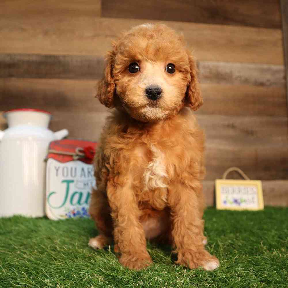 carousel pet images