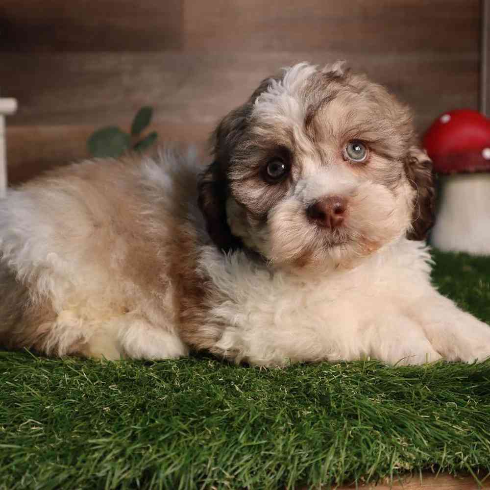 carousel pet images