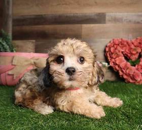 Bichon-Poo