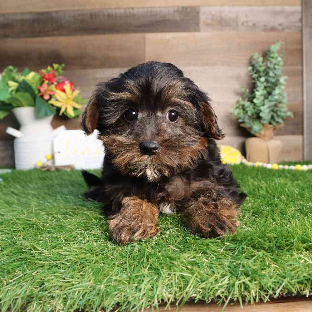 Male Yorkie-Poo Puppy for Sale in Blaine, MN