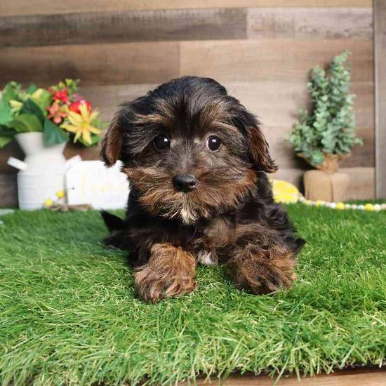Pepper