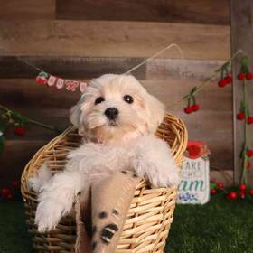 Maltipoo