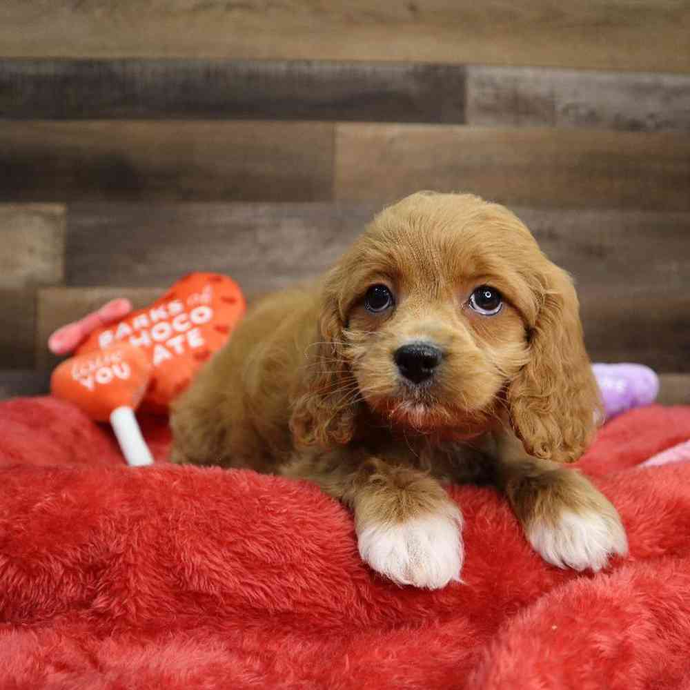 carousel pet images