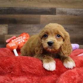 Cavapoo