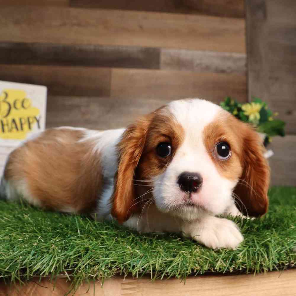 carousel pet images